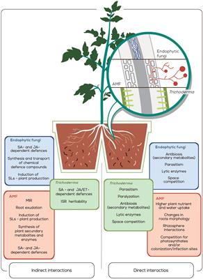 Biological Control of Plant-Parasitic Nematodes by Filamentous Fungi Inducers of Resistance: Trichoderma, Mycorrhizal and Endophytic Fungi